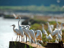 Kadalundi Bird Sancuatry